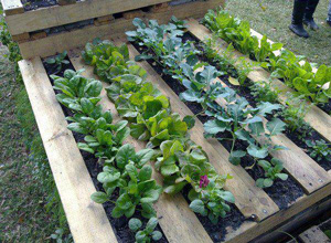 Pallet Grow Box