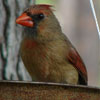 What Should I Do About My Suicidal Cardinal?