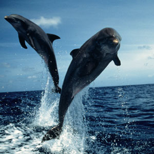 Nature, Dolphins and Depression