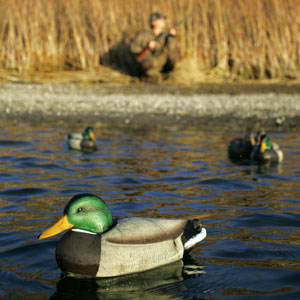 Beware The Lame Duck