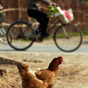 New Cases Of Bird Flu In Asia, Mideast Spark Concerns