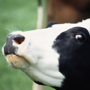 Human Breast Milk… From A Cow?!