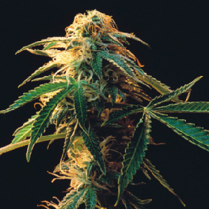 DOJ Memo: Medical Marijuana Still Illegal, Even Where It's Legal