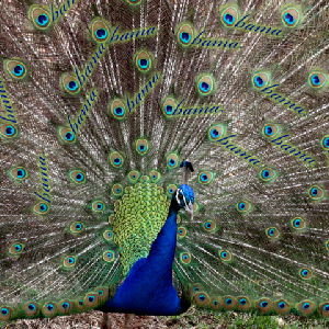 Barack Obama, Deficit Peacock