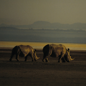 RINOS To The Left Of Me
