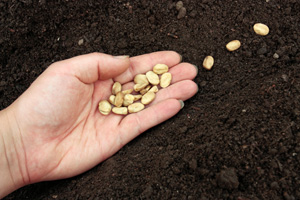 Sowing vegetable seeds