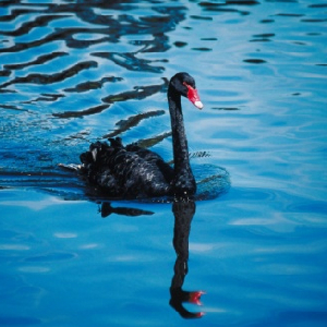 Wild Horses And Black Swans