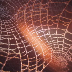 Webs And Roots