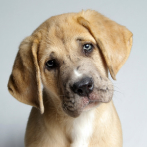Yellow Dogs And Democrat Handouts